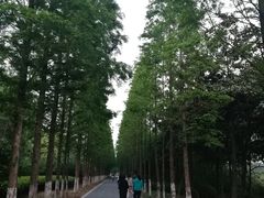 -昆山城市生态森林公园