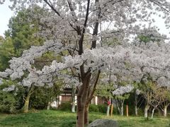 -西安青龙寺遗址景区