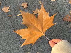 -蠡湖中央公园