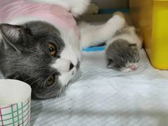 -佳怡动物医院·平价24小时·猫专科骨外科