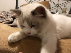 -猫大福·Fortune Cat猫舍(百子湾店)