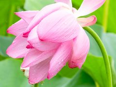 -陈家山荷花公园