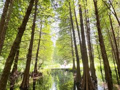 -溱湖国家湿地公园