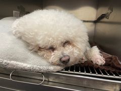 -宠爱国际动物医院· 猫科· 外科·中兽医(长白店)