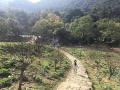 -广州市石门国家森林公园