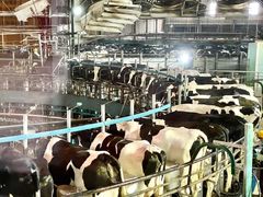 -君乐宝优致牧场