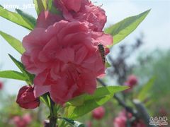 -南汇桃花村