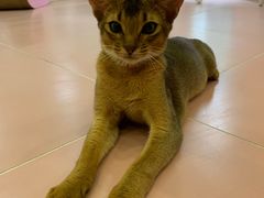 -Bastet sally猫舍购宠(静安店)