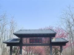 -合肥滨湖国家森林公园