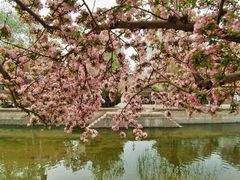 -海棠花溪(元大都城垣遗址公园)