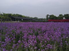 -杭州湾海上花田景区