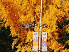 -三里屯东五街银杏大道