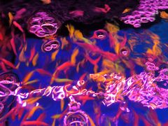 -青石桥花鸟鱼虫市场(叠翠城店)