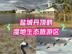 -盐城丹顶鹤湿地生态旅游区