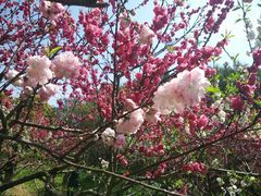 -南汇桃花村