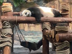 -泉州海丝野生动物世界