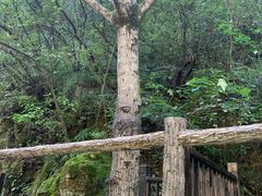 -牛背梁国家森林公园