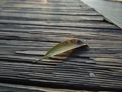 -东莞植物园