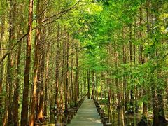 -桤木河湿地公园