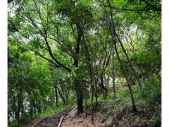 -上海佘山国家森林公园天马山园