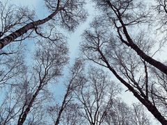 -阿尔山市大兴安岭奥伦布坎景区