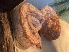 -石家庄市动物园