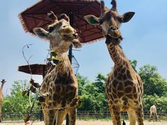 -济南野生动物世界