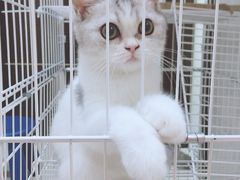 -PETKIT小佩宠物(昭化店)
