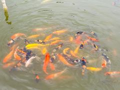 -一煲鸽