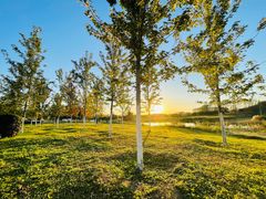 -蒲河岛湿地公园