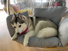 -Husky Go! 哈士奇体验馆·宠物咖啡厅狗咖