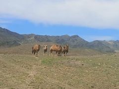 -新疆天山野生动物园