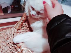 -瞄一喵猫咖(格力海岸店)