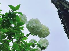 -西安青龙寺遗址景区