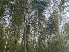 -梁鸿国家湿地公园