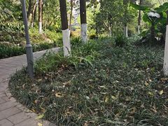 -成都市活水公园