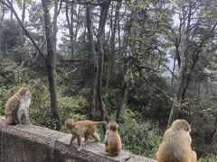 -黔灵山公园