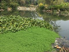 -广西壮族自治区药用植物园