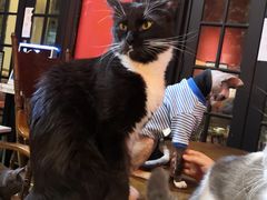 -猫色咖啡·猫咖
