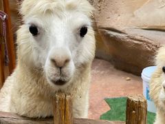 -杭州开元森泊度假乐园