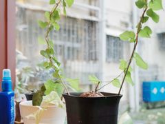 -SANYAY叁言咖啡巧克力