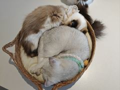 -怪兽屋·羊驼·猫咖·狗咖(俊华广场店)