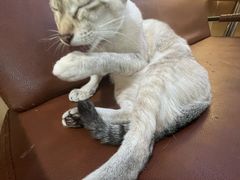 -MOCHA明星猫咖(田子坊店)