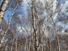 -塞罕坝国家级自然保护区