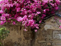 -蓝壁虎咖啡酒馆