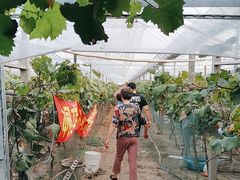 -马陆小张葡萄园农家乐