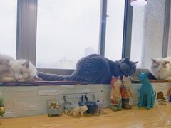 -猫在这儿猫咪咖啡馆·撸猫馆