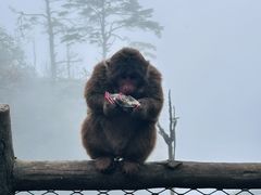 -峨眉山风景名胜区