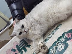 -瑞派宠物医院·中兽医专科(中央商城分院)