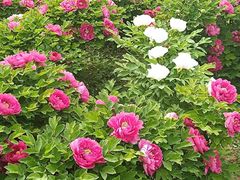 -洛阳市隋唐城遗址植物园